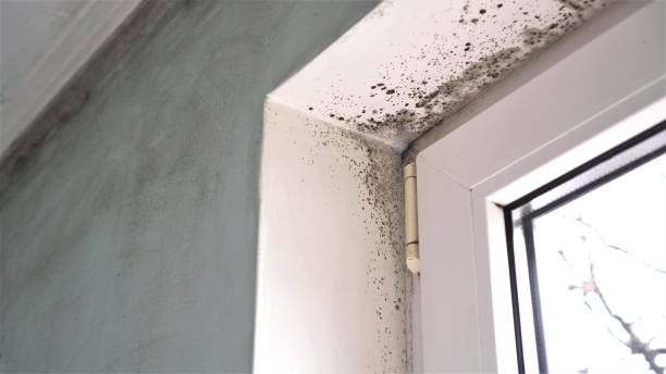 Mold Documentation for Insurance Claims in Bakersfield Country Clu, CA