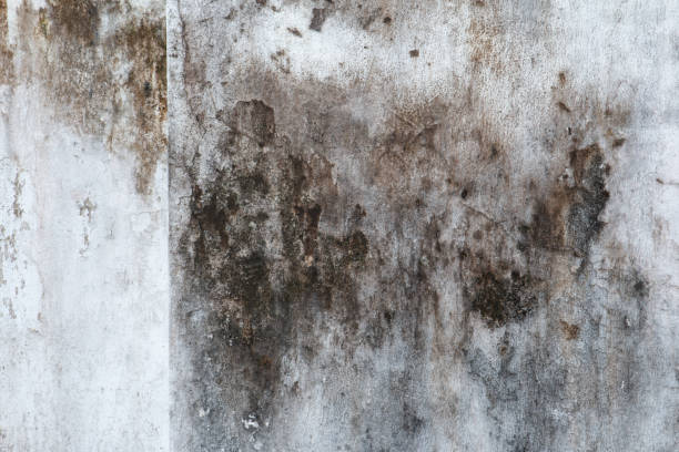Best Commercial Mold Inspection  in Bakersfield Country Clu, CA
