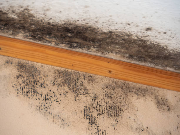 Environmental Consulting for Mold Prevention in Bakersfield Country Clu, CA