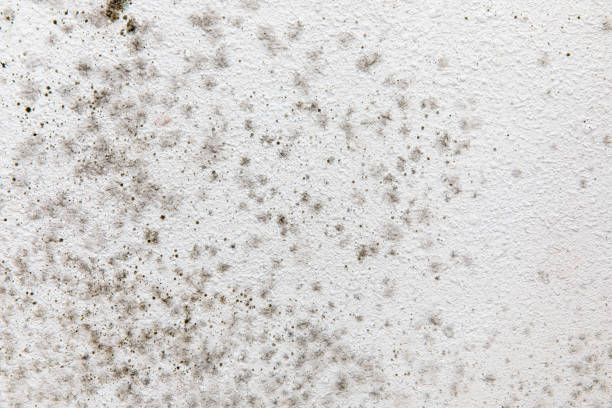 Best Biohazard Mold Removal  in Bakersfield Country Clu, CA