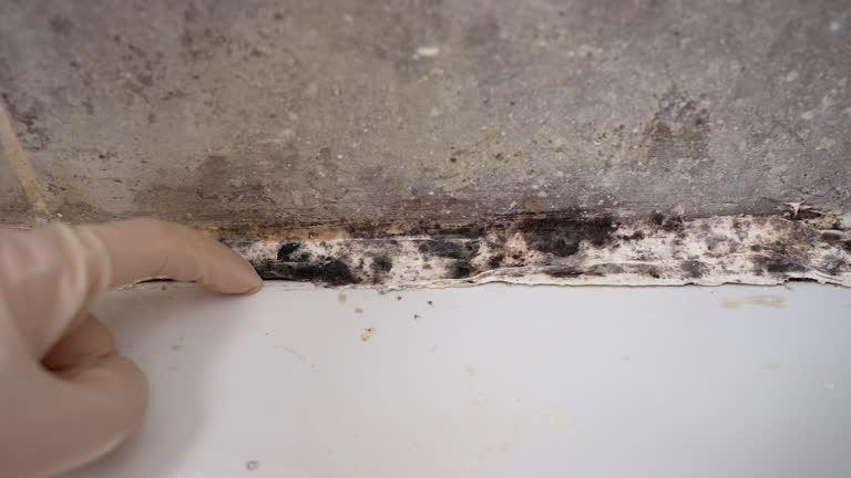 Best Mold Damage Restoration  in Bakersfield Country Clu, CA